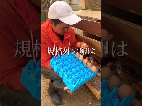 ピーテル・ブリューゲル一世による死の勝利の絵画(1562年)。