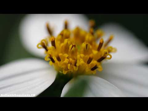 No Dumb Questions 068 - How Phones Have Changed (and How They've Changed Us)