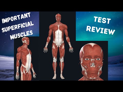 Superficial Muscles. SIMPLE and to the POINT.