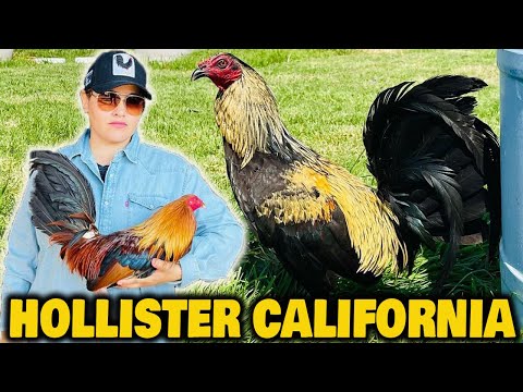 Black Grey !! Beautiful Birds SPRING GROVE - Farm Visit California