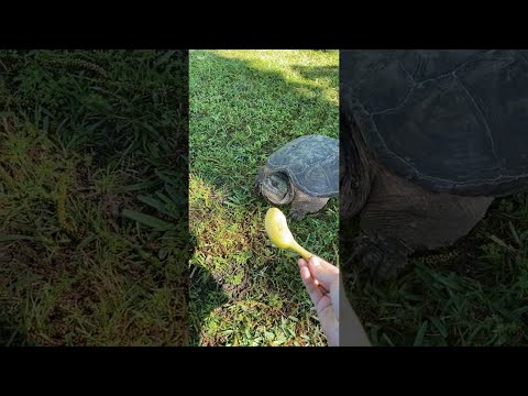 Une tortue serpentine lui fait peur || viralhog