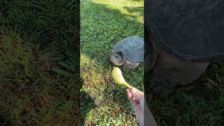 Une tortue serpentine lui fait peur || viralhog