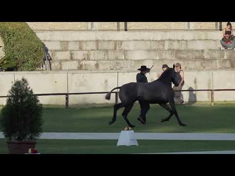 Nora das faias no FICPSL 2019