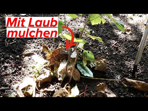 Mit Laub mulchen - So verwendest du anfallendes Laub in deinem Garten nützlich!