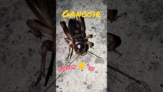 Download lagu Seru #shorts gangsir mirip jangkrik mp3 Download lagu Seru #shorts gangsir mirip jangkrik mp3