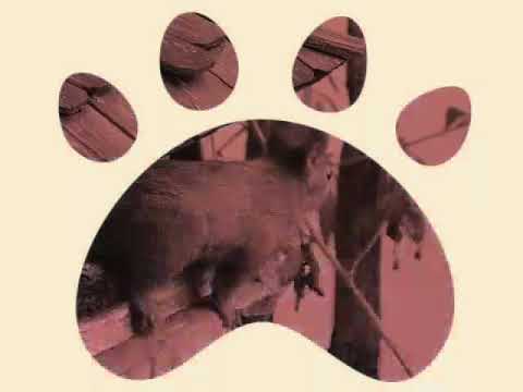 Peter das Eichhörnchen von Sabine Witzke