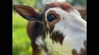 Goldy's Farm Barn Cam live webcam
