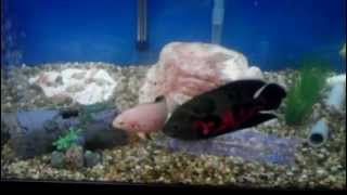 Feeding Oscars, Tire Treck Eel, Yellow Eel, Stripe Eel, Catfish in aggressive 75g aquarium tank