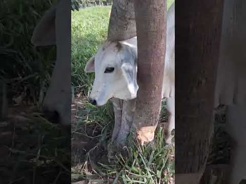 meu Deus rei.do sertão tamboril Ceará