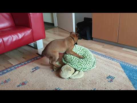 Willi im Büro - Hundeleben