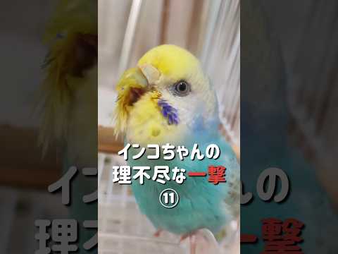 インコを飼いならす方法は？信頼を得る 4 つのヒントとコツ  庭園