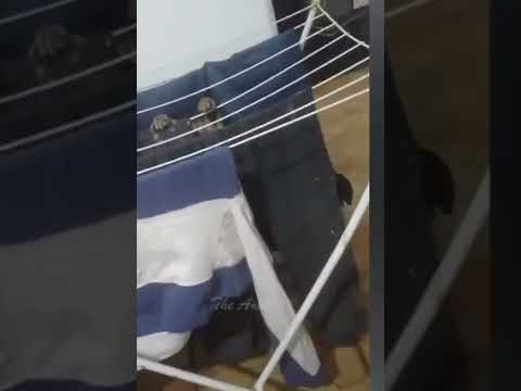 Baby Cats_Cute and Funny Cat Videos Compilation #funny #animals #viral || Funny Animals With Mohsin