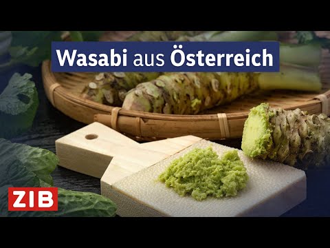 Regional statt global: Wasabi aus dem Südburgenland | konkret vom 06.08.2024