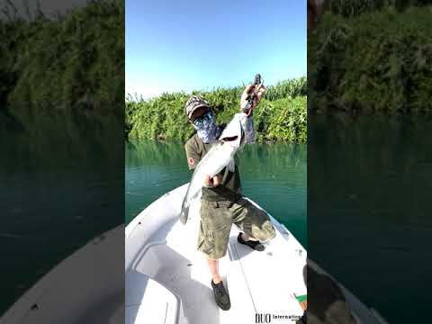 Duo Tide Minnow Sprat 120SF!!!