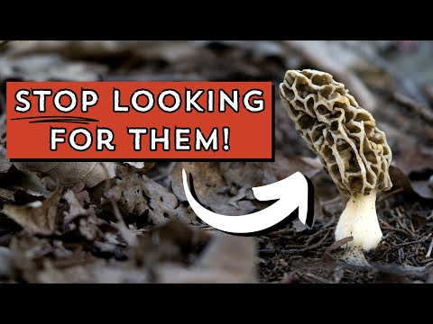 New MOREL hunters, do this now! (and get way more)