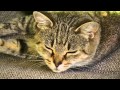 KATI The Cat Claims Her Recliner