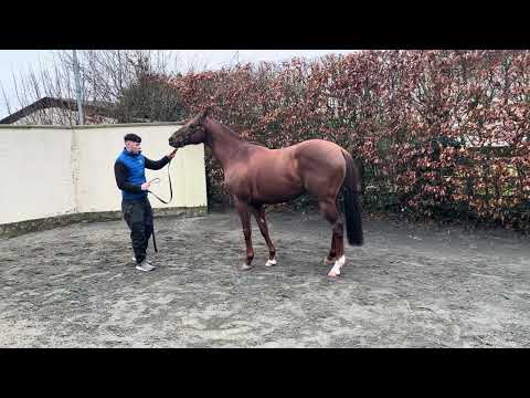 Shaman at Yeomanstown Stud