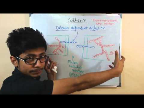 e-cadherin and n-cadherin