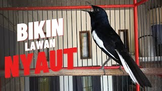 Download lagu Terapi awal kacer ngeplong, pancingan kacer, masteran kacer ampuh, durasi panjang Berjam jam!! mp3