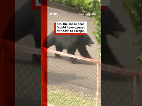 Bear 'could have unlocked window' to escape, say Japanese officials. #Japan #BBCNews