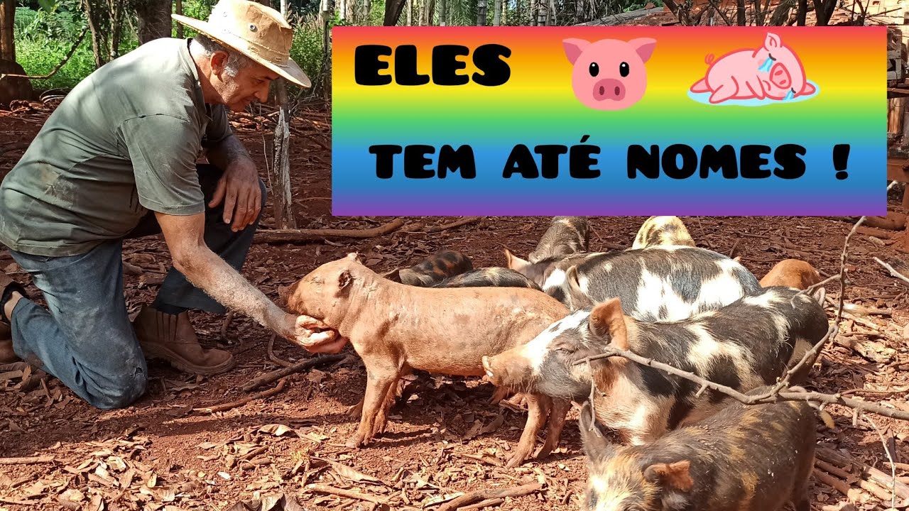 NA FAZENDA TEM FARTURA !