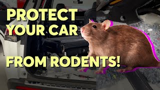 How to Protect Your Car From Rodents | Consumer Reports