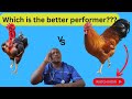 Unveiling the Distinction: Kienyeji vs. Kienyeji Improved Chickens in Poultry Farming