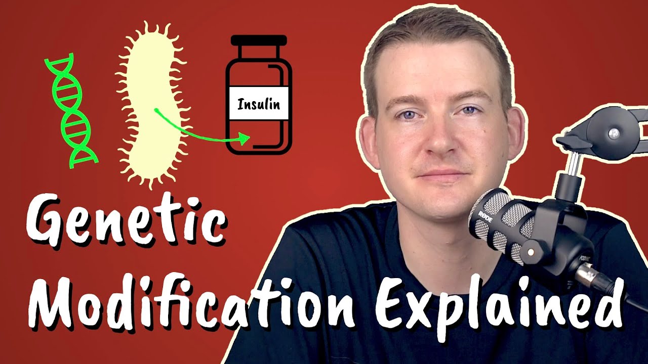 Genetic Modification Explained || Insulin-Producing Bacteria