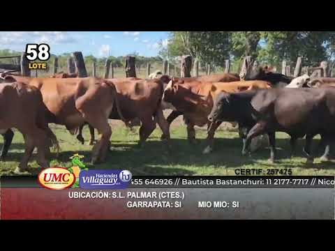 Lote 70 Novillitos en San Luis del Palmar, Corrientes