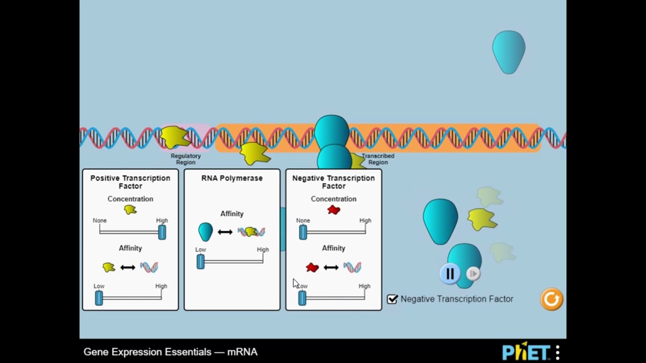 Gene Expression Essentials - mRNA