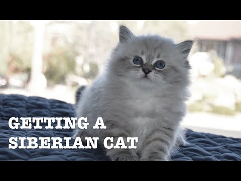 Getting a Siberian Cat