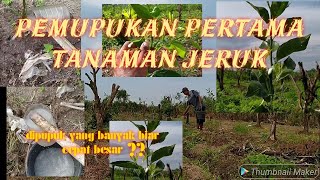 Download lagu Pemupukan Pertama Tanaman Jeruk mp3