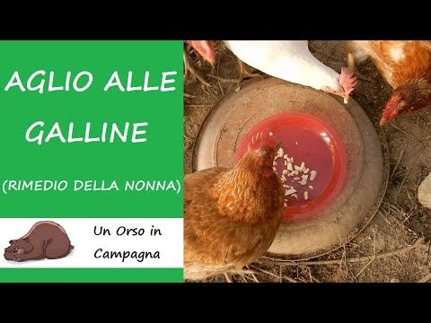 , title : 'Aglio alle galline! I rimedi della nonna!'