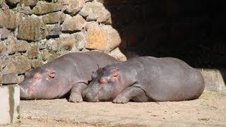 preview picture of video 'Zoológico de Sapucaia do Sul'