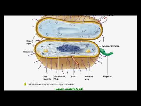 FSc Biology Book1, CH 6, LEC 5: Bacterial Cell Structure – Part3