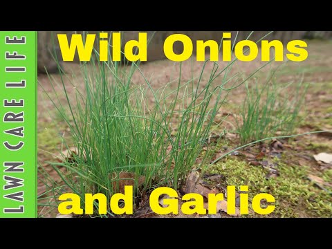 How to Kill Wild Onions and Garlic - Weed Control