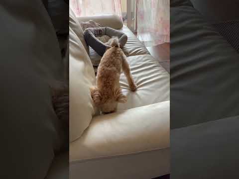 経営学科 掘るトイプードル8ヶ月 #toypoodle #トイプードル #puppy #子犬