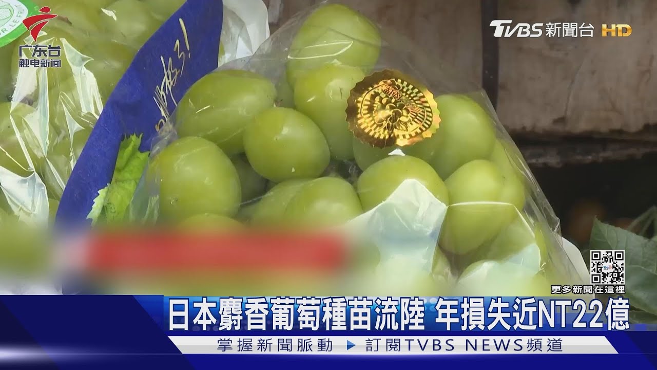 日本麝香葡萄種苗流陸 年損失近NT22億