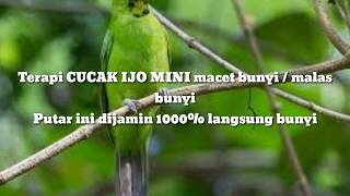Download lagu Terapi CUCAK IJO MINI macet / malas bunyi // sekali putar langsung nyaut 1000% mp3
