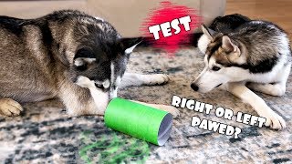 Right Left Paw Dominant Test – Siberian Husky Male VS Female