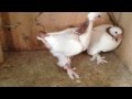 Бакинские бойные голуби 