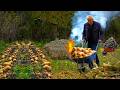 An Unusual Vegetable Under The Soil Jerusalem Artichoke DOCUMENTARY Mountain Village