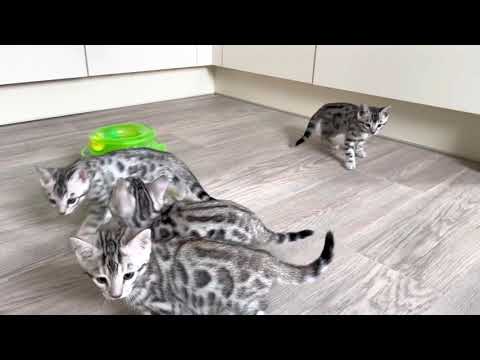 Silver bengal cat kittens