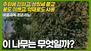 초보자가 키우기 쉬운 덩굴나무!추위강하고 빨리자라고 꽃도 예쁜 나무