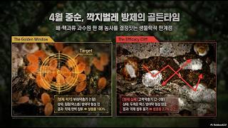 [농사정보] 과수_배, 복숭아, 자두 등의 해충인 깍지벌레(가루깍지벌레, 뽕나무깍지벌레) 방제의 열쇠