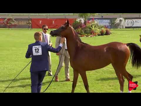 N.12 AROUB AL HAMAD - Chantilly 2019 AHO World Cup - Yearling Fillies (Class 1B)