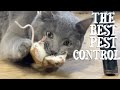 BARN CATS A Farm S Best Defence Against Mice Other Pests