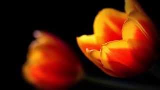 leonard cohen -  did i ever love you (popular problems)