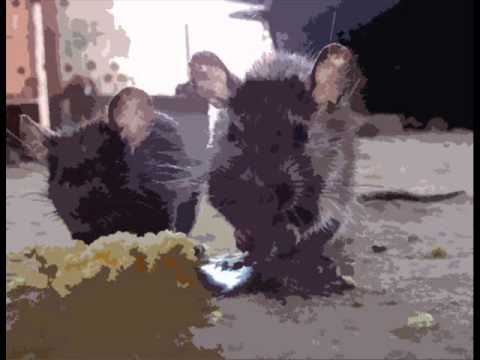 Tommz - Chasin' Rats
