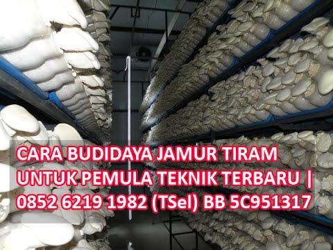 Cara Budidaya Jamur Tiram Pdf